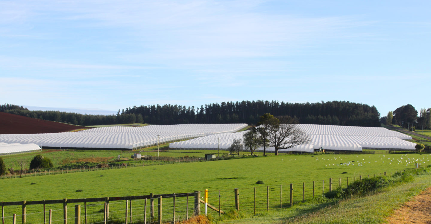 Australian Grown Berries Driscoll's®